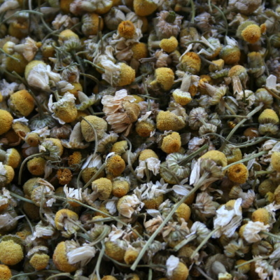 Camomille fleurs