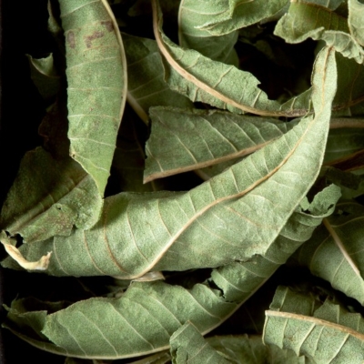 Verveine odorante